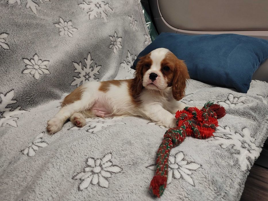 Vindem mascul Cavalier King Charles Spaniel cu teste genetice