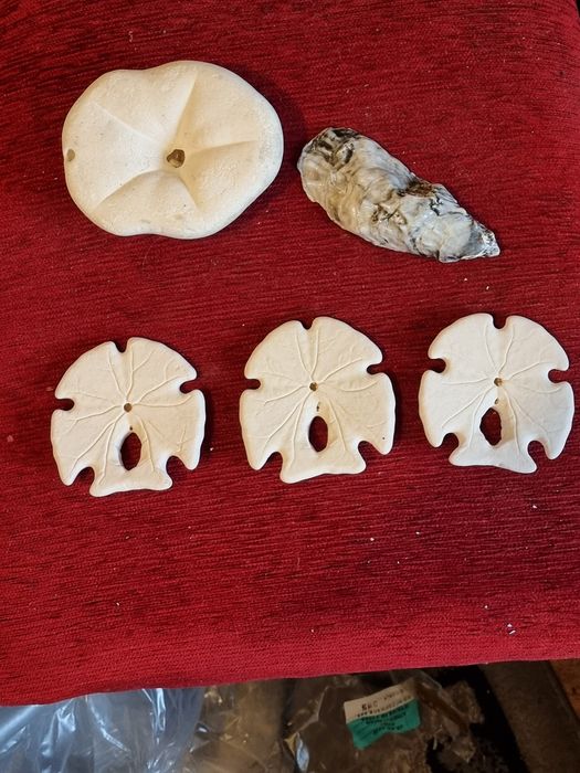 Scoici si Dolari de nisip(Arrowhead ), Sea Biscuit Puffy specimen de c