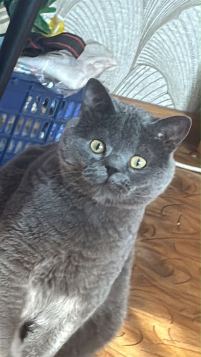 Отдам кота в добрые руки