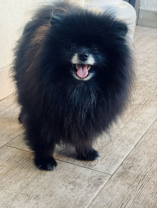 Pomeranian mascul rasa pura