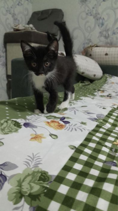 Кошки мушуклар