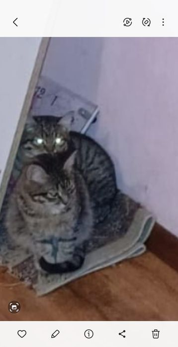 Отдам хорошие руки