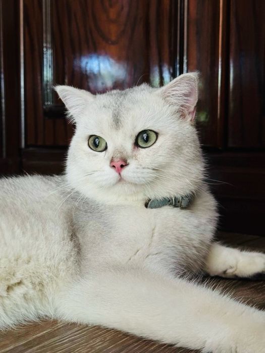 Снежок Серебряная Шиншила ищет невест