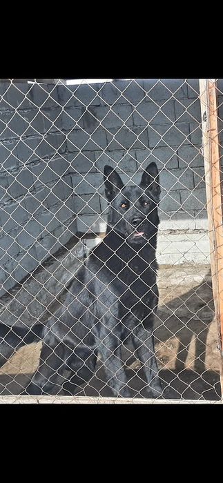 Питомник   немецких  овчарок РР