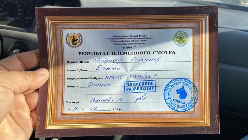 Продается Сучка Лабрадора ретривер с родословной