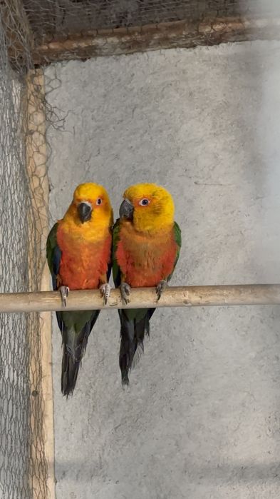Papagal Pui Aratinga Jendaya (Jenday Conure) – Inelați, Blânzi / Crescuți la Mână