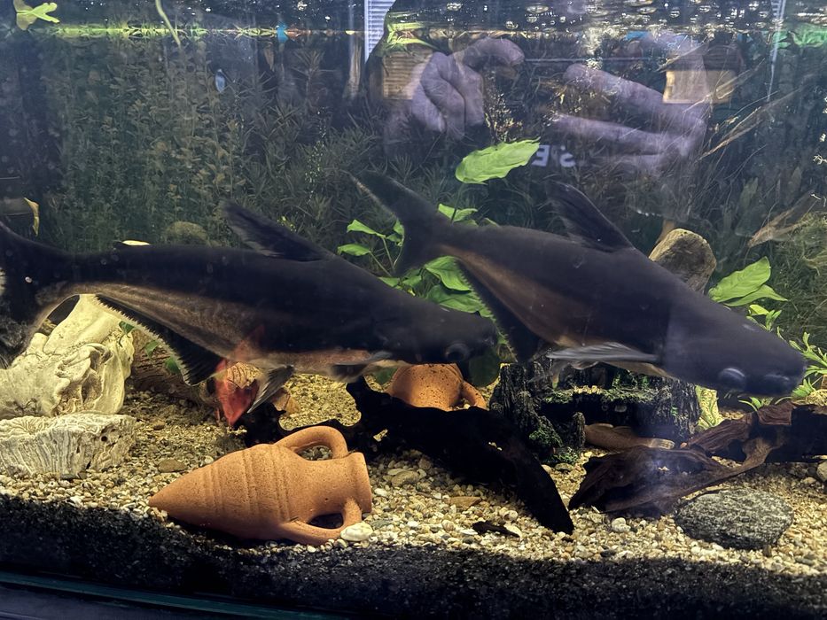 Акули пангасиус