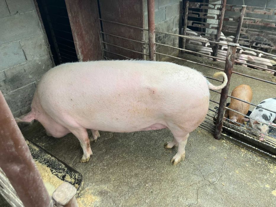 Прасенца за продан