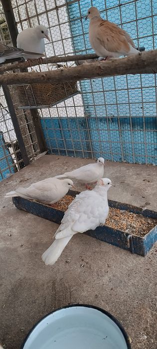 Скумрийки(Смеещи Гугутки)