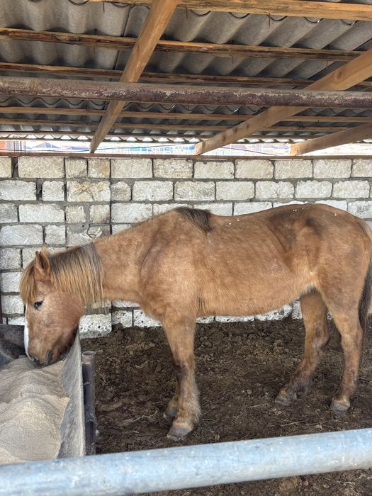 Продам молодых кобыл