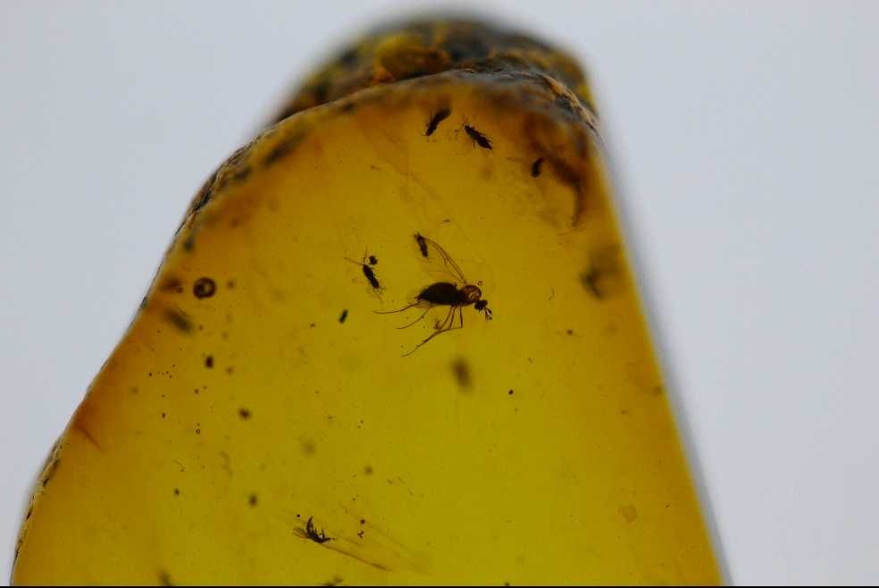 Chihlimbăr cu insecte 99 milioane de ani