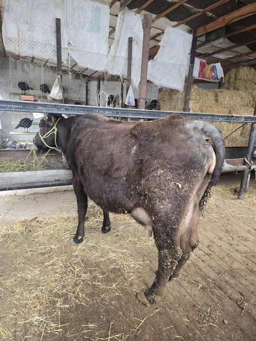 Буаз сиыр сатылады