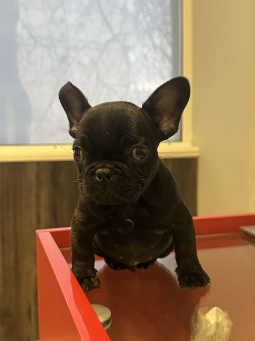 Френски-булдог мъжко