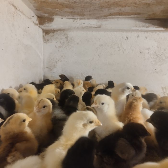 Продам цыплят несушка микс