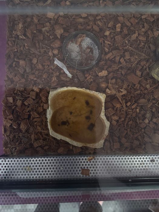 Терариум за гекон