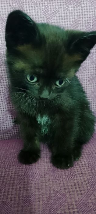 Котёнок Уеуе, девочка