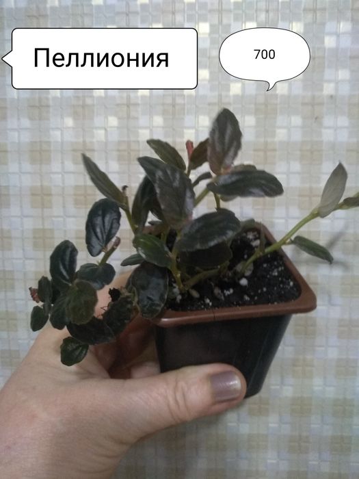 Продам комнатные цветы