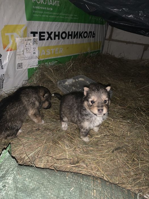 Продам щенков хаски