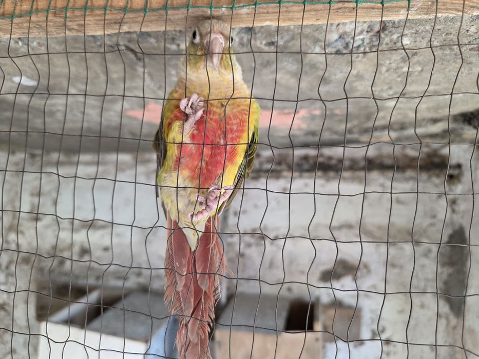 Aleksandra va prirura sotiladi ruchnoy