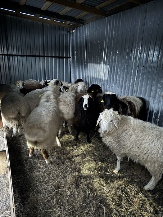 Барана с откорма