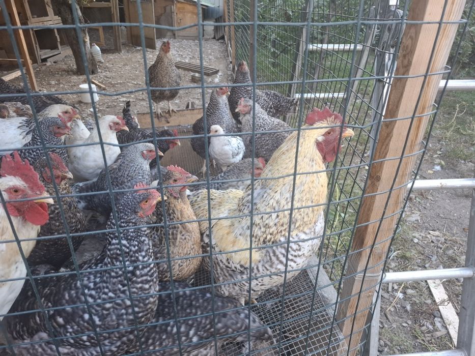 Продам домашний курей и петухов