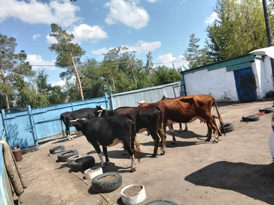 Продам коров дойных