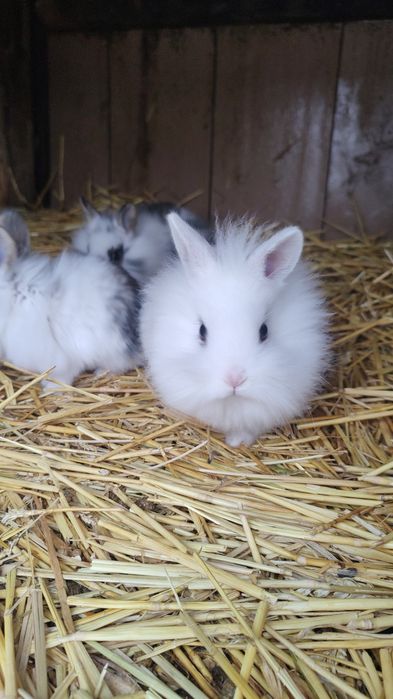 Vând iepurași cap de leu