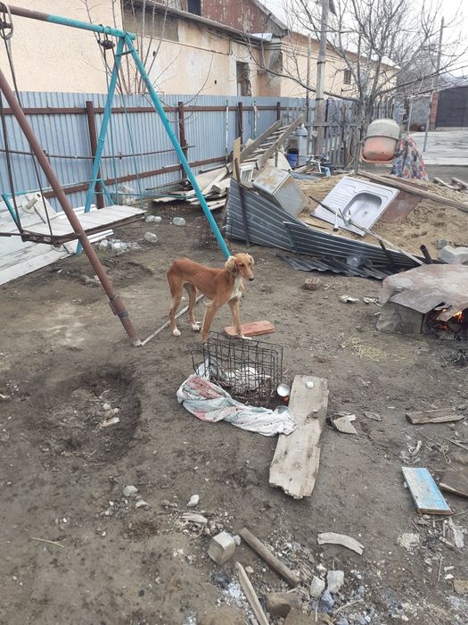 Лсы екі Тазы сатылады бағасы  45000 тг