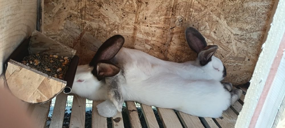 Iepuri uriași de Transilvania