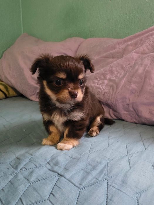 чихуа-хуа момченца