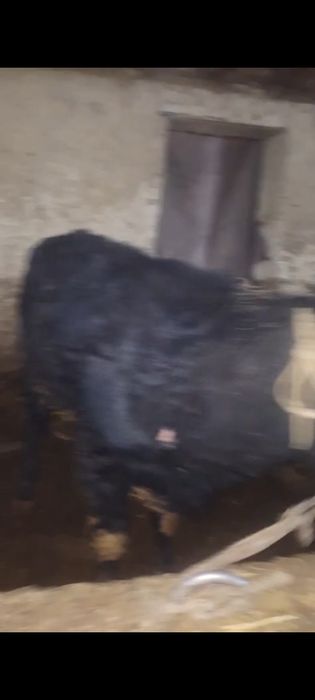 Бука сатылады продам