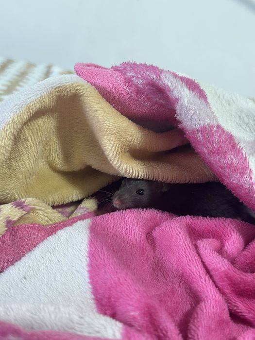 Крыска дамбо 4 недели