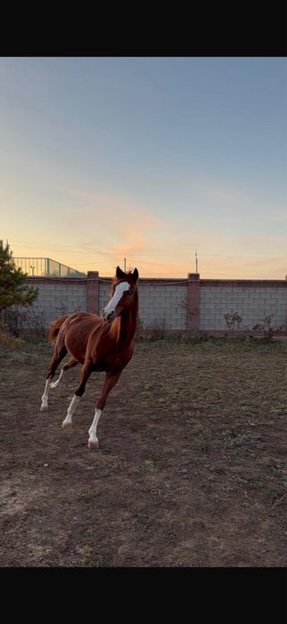 Айғыр сатылады/Продается жеребец