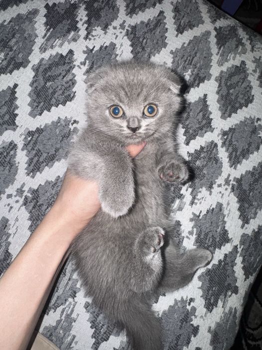 Веслоухие котята