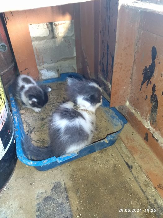 Отдам котят в добрые руки.