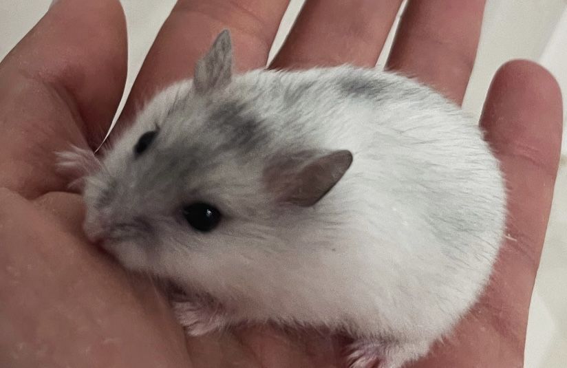 Vand pui de hamster , 2 baietei si o fetita.