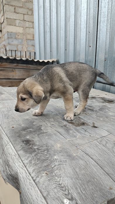 Отдам щенков в добрые руки