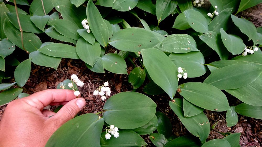 Planta-Floare: Margaritar - Lacramioare - Clopotei