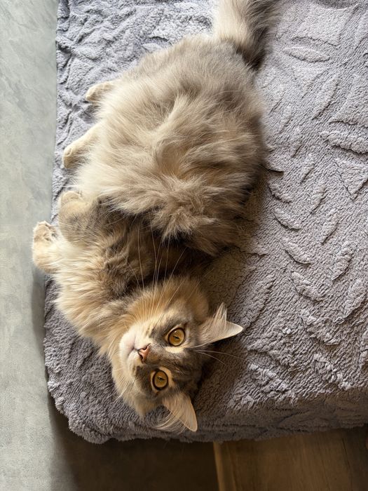 Кот в добрые руки