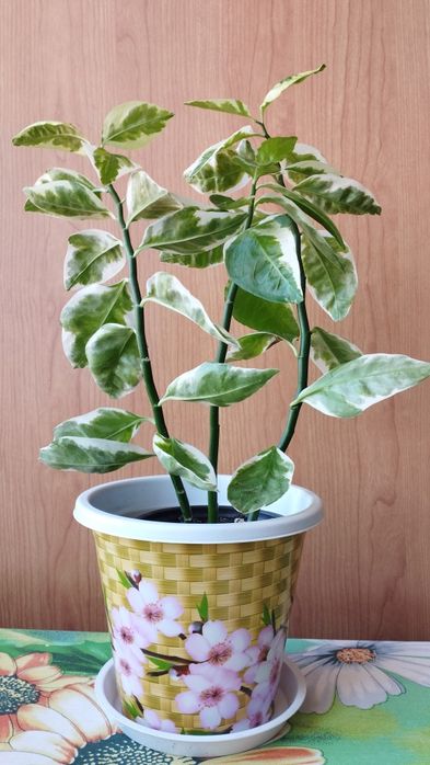 Педилантус домашний цветок