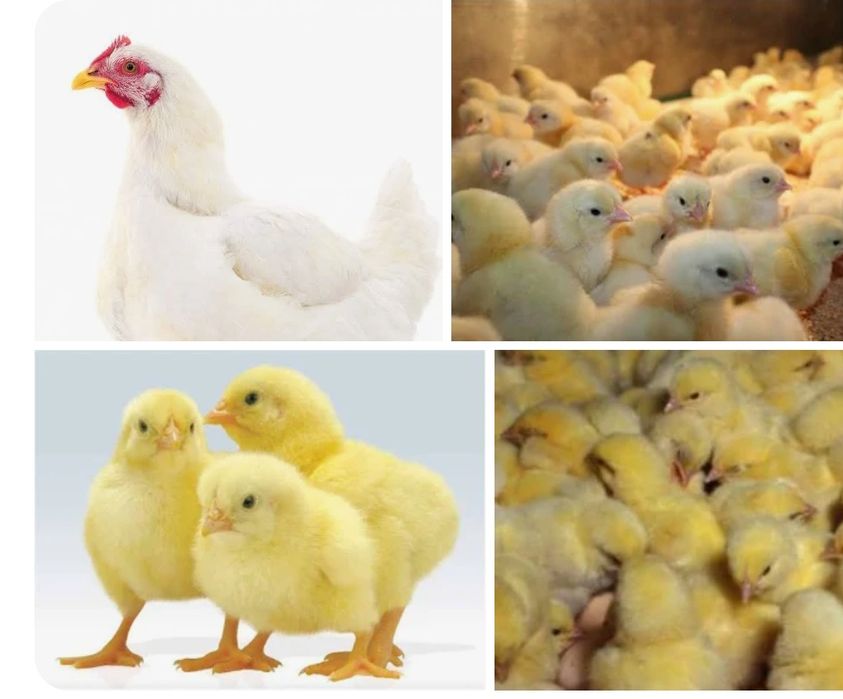 Запись на цыплят бройлеров