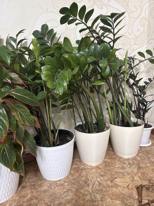 Замиокулькас доллар цветы 3 шт