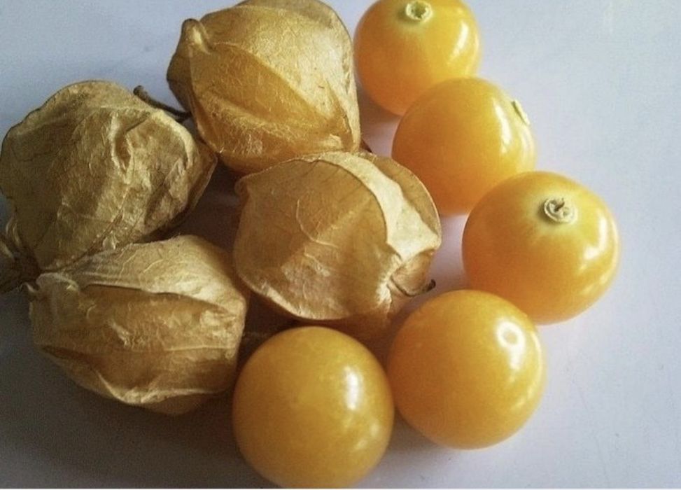 Продам физалис дачный