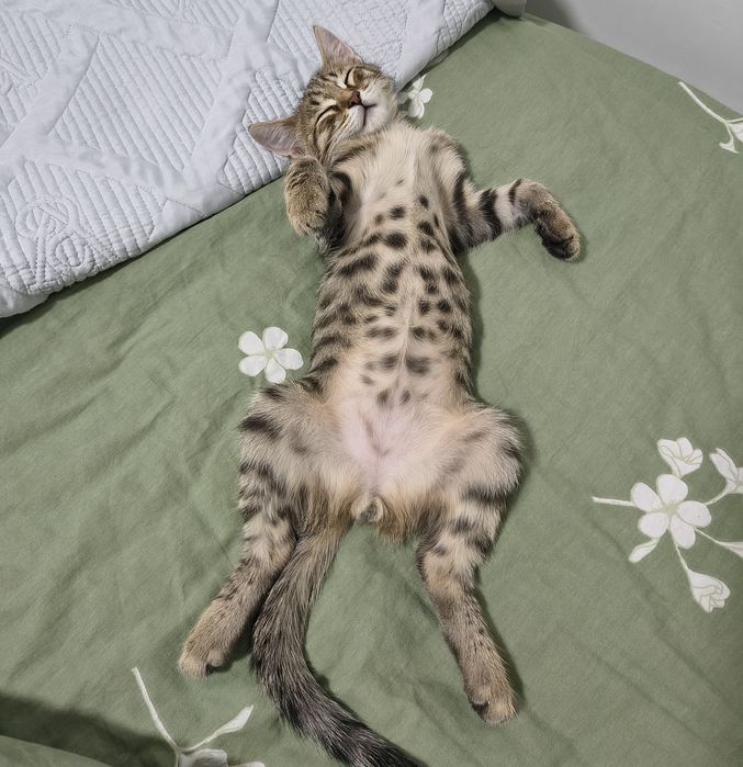 Отдам котенка 4,5 месяца мальчик