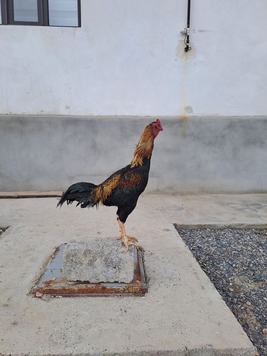 Бойцовский дакан