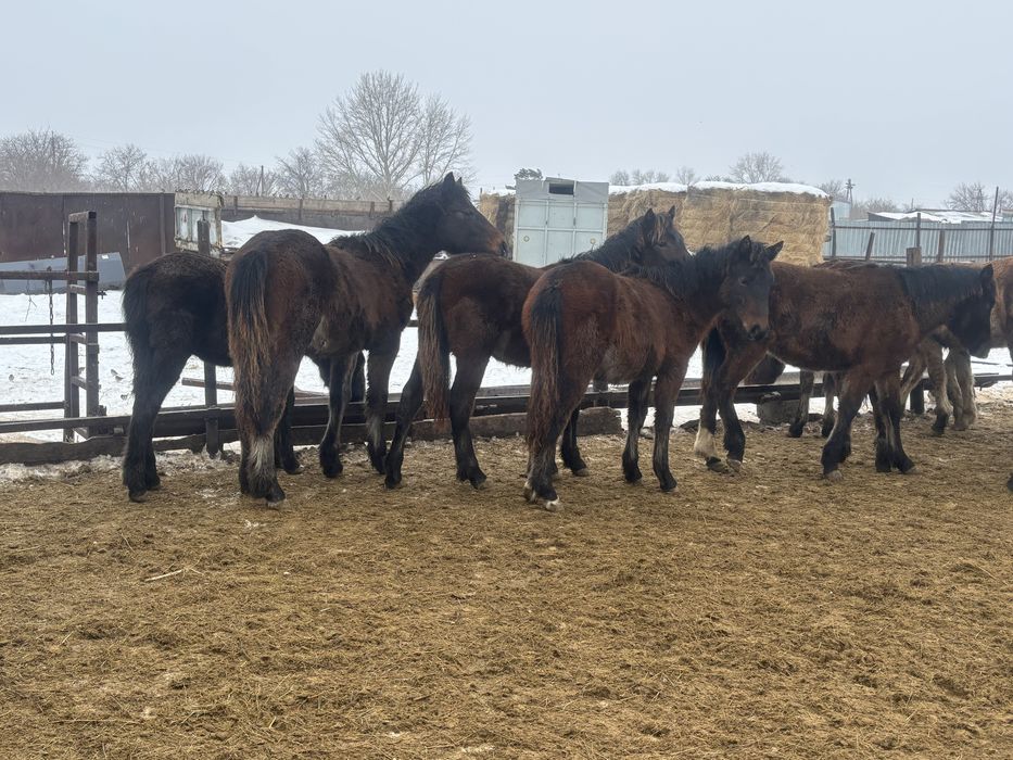 Жабағы (тай) еркек
