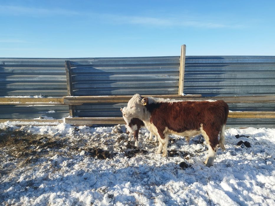 Бычки белоголовые 3 шт продам