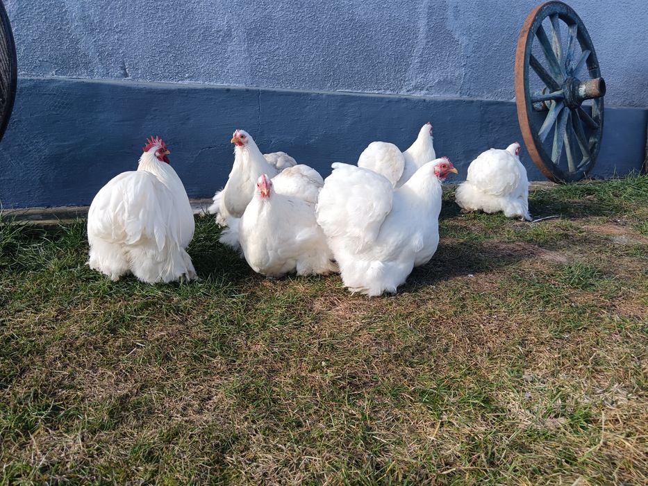 Oua incubat cochinchina pitic