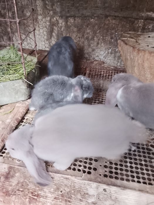 Крольчата французский баран
