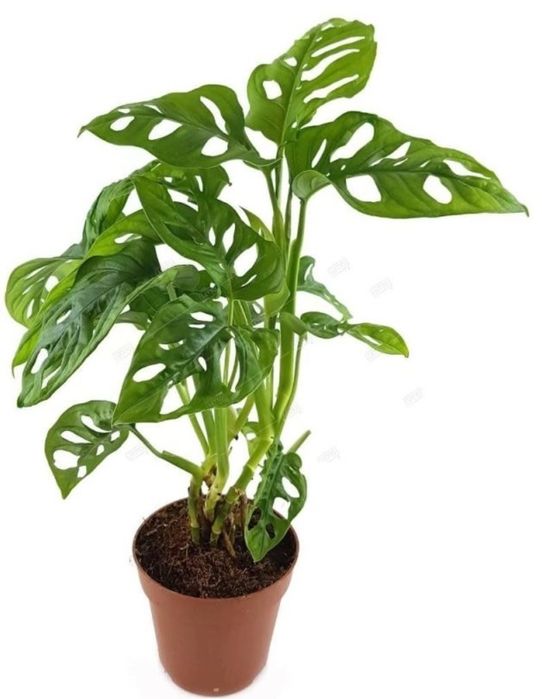 Комнатные цветы.монстера